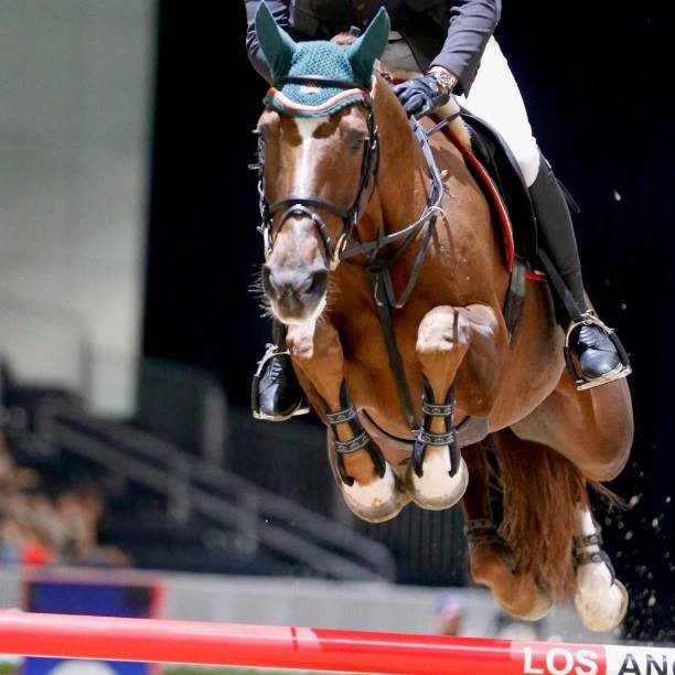 Albfuehren's Paille au CSI*5 de Los Angeles 2014 - copyright (C) Tiff