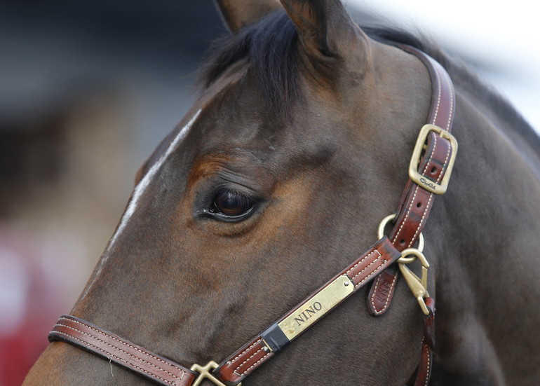 Nino des Buissonnets (C) copyright tiffany van halle