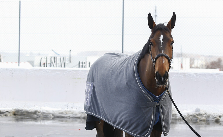 Hannah gewinnt ein grosse Prüfung beim CSI5* in Al Shaqab in Doha (QAT)!
