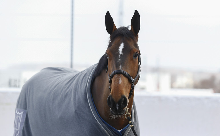 Hannah gagne une belle épreuve au CSI5* de Doha !