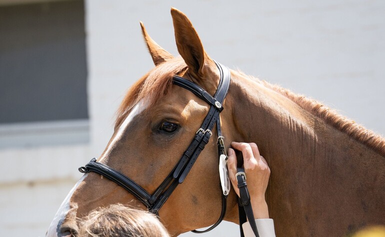 Lusso Claims Victory at the National Show in Gossau
