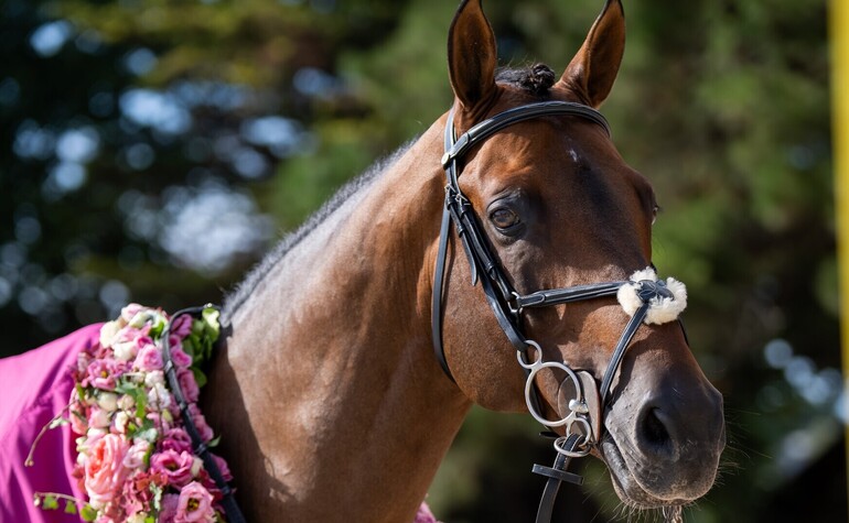 CSI5* de Dinard : Une affluence incroyable pour le sacre d'Easy Star, le roi des Derbys