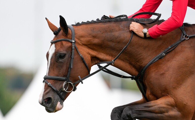 Copyright (C) Sportfot - Steve Guerdat & Dynamix de Belheme