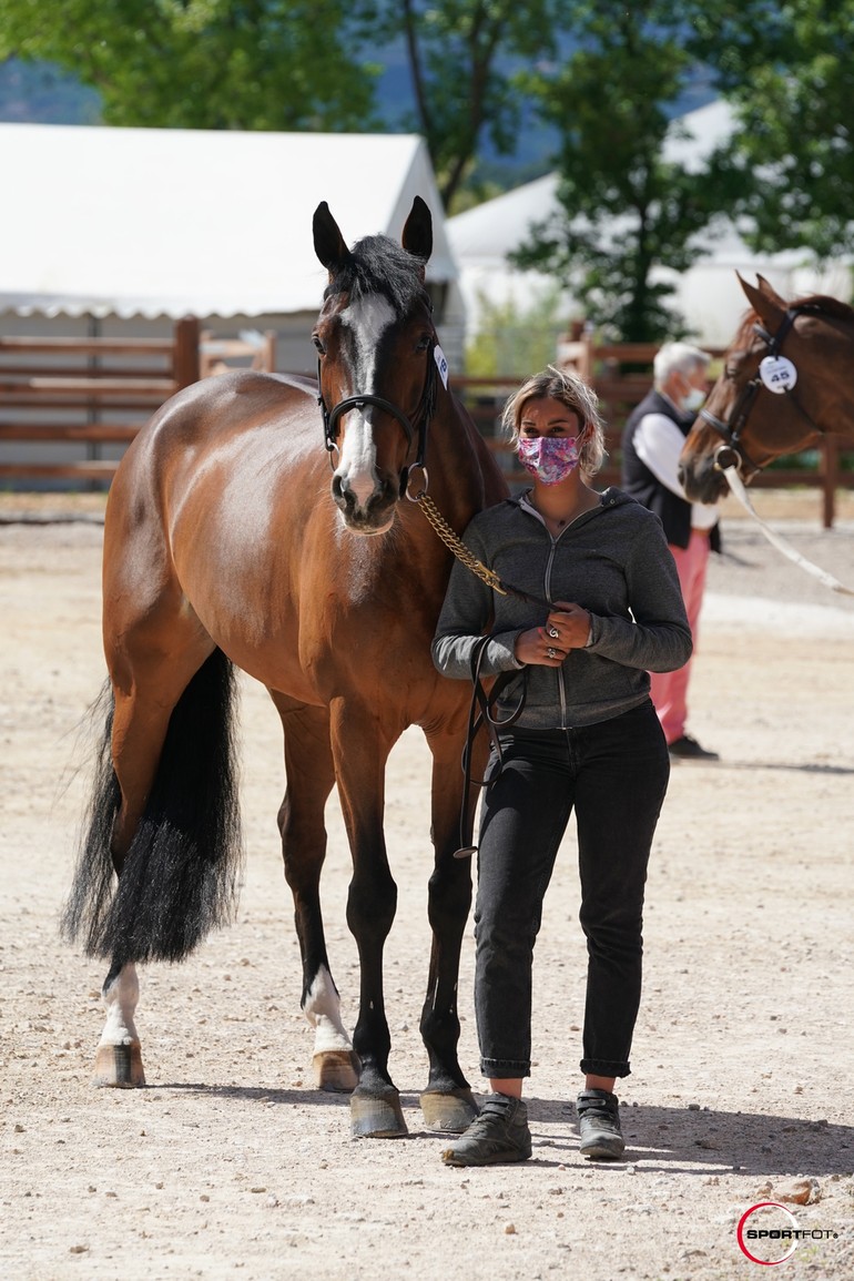 Visite vétérinaire _ Dynamix de Belhême (C) Sportfot